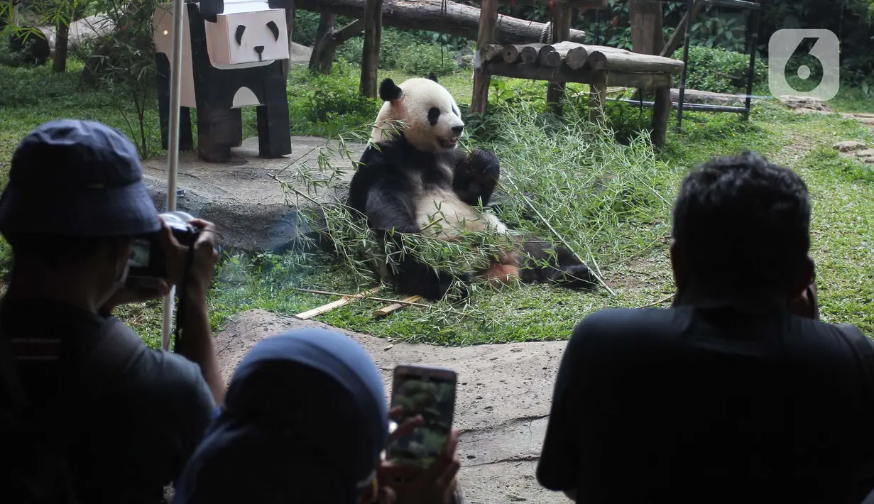 Pengunjung menyaksikan giant panda di Istana Panda Taman Safari Indonesia, Cisarua, Kabupaten Bogor, Jawa Barat, Sabtu (26/9/2020). Kunjungan wisatawan ke kawasan wisata Puncak dan sekitarnya turun 40-50 persen akibat terdampak pandemi COVID-19 dan PSBB DKI Jakarta. (merdeka.com/Arie Basuki)