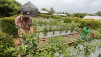 Petani warga sekitar pabrik memetik cabai rawit di fasilitas Edupark Semen Gresik Pabrik Rembang seluas 1,6 ha, Jawa Tengah (16/12/2022). (Liputan6.com)
