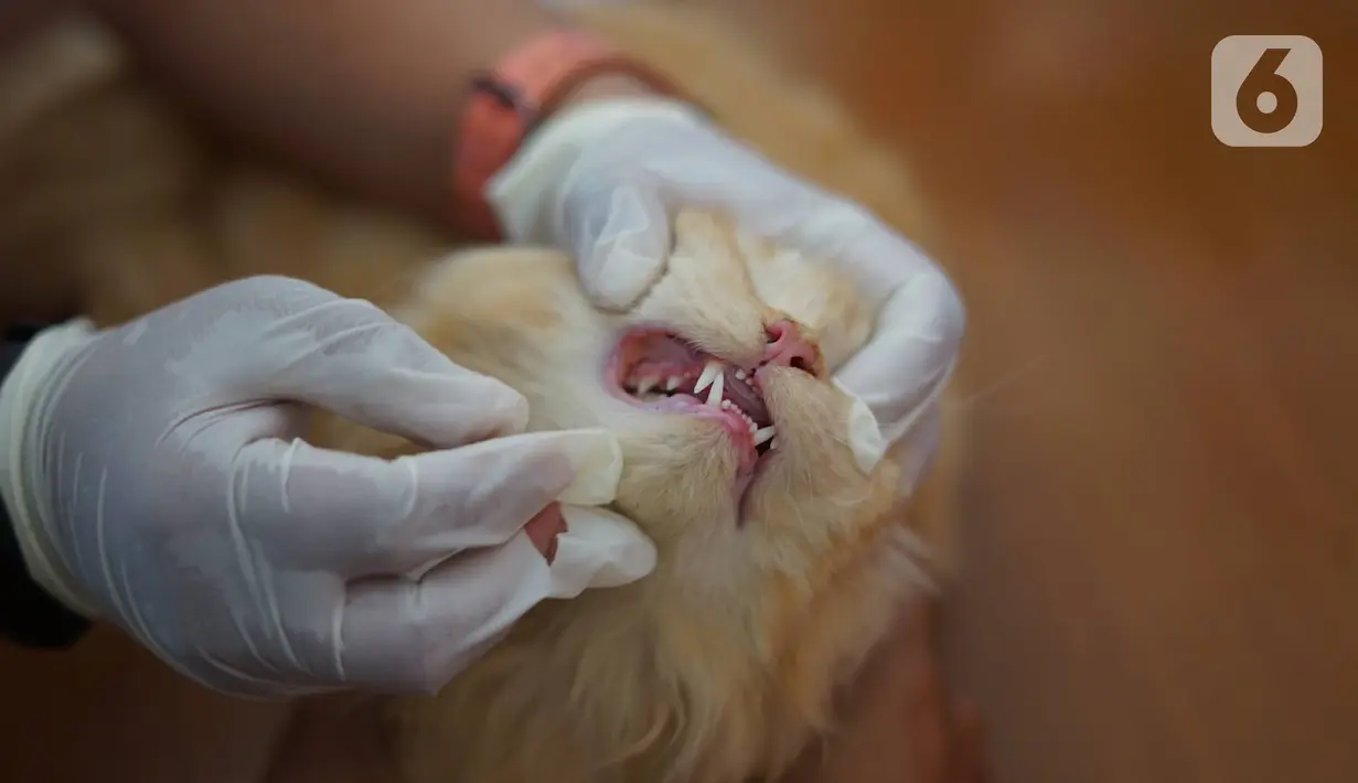 Petugas memeriksa hewan peliharaan kucing di kawasan Sawah Besar, Jakarta, Kamis (3/9/2019). Dalam rangka memperingati Hari Rabies Sedunia, Sudin Ketahanan Pangan Kelautan dan Perikanan DKI Jakarta melakukan vaksinasi hewan secara gratis. (Liputan6.com/Immanuel Antonius)