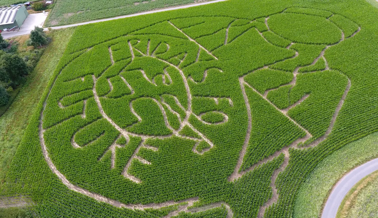 Pandangan udara memperlihatkan labirin dengan potret aktivis iklim Swedia Greta Thunberg menghiasi ladang jagung di Selm, Jerman, Rabu (10/7/2019). Greta Thunberg merupakan wanita kelahiran 3 Januari 2003 yang dinominasikan untuk meraih Nobel Perdamaian. (INA FASSBENDER/AFP)