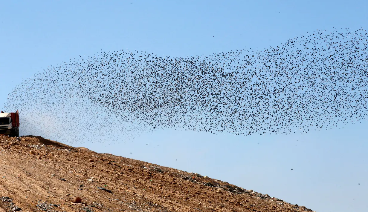 Sebuah truk melintas di bawah sekelompok burung jalak yang tengah bermigrasi di langit kota Beer Sheva, Israel selatan 26 Desember 2016. Fenomena ini disebut 'murmuration' yang berlangsung saat musim dingin. (REUTERS/Baz Ratner)