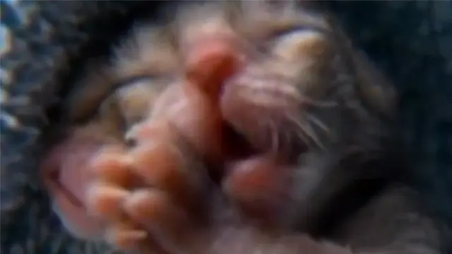 Bayi Kucing Ini Memiliki 2 Wajah