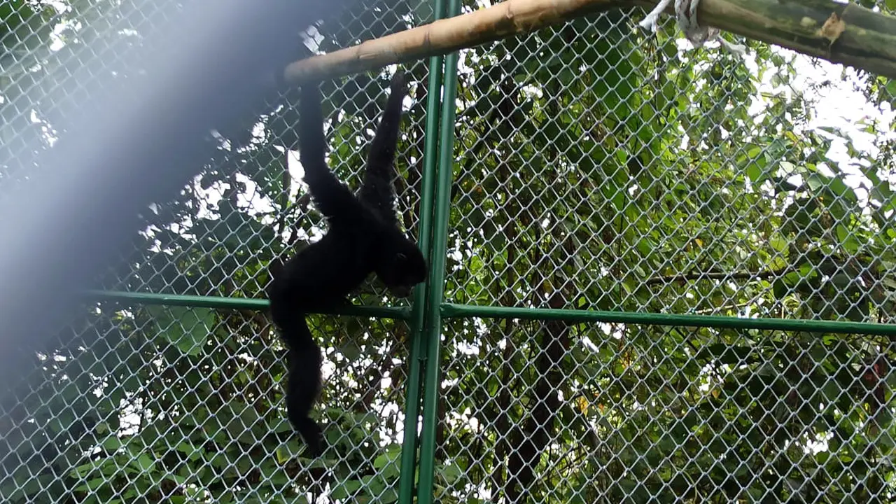 Siamang