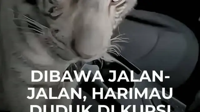 Dibawa Jalan-Jalan, Harimau Duduk di Kursi Penumpang
