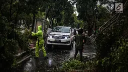 Petugas Dinas Kebersihan dan Pertamanan memotong pohon yang tumbang akibat hujan deras di kawasan jalan Sutan Syahrir, Jakarta, Kamis (22/11). Tumbangnya pohon tersebut disebabkan hujan deras yang melanda Jakarta siang tadi. (Liputan6.com/Faizal Fanani)