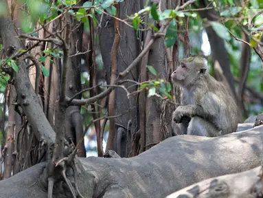 Aktivitas monyet di Suaka Margasatwa Muara Angke, Jakarta, Selasa (17/9/2019). Suaka Margasatwa Muara Angke akan dikembangkan sebagai pusat edukasi mangrove. (Liputan6.com/Herman Zakharia)