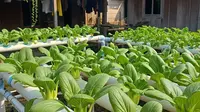 Berapa Lama Masa Panen Pakcoy dan Bagaimana Ciri Siap Panen? Ini Penjelasan Petani Bondowoso