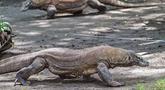 Dua ekor komodo terlihat di dalam kandang di Kebun Binatang Surabaya, Jawa Timur, pada Rabu 29 April 2026. (JUNI KRISWANTO/AFP)