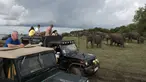 Wisatawan melihat melihat kawanan gajah Asia di Taman Nasional Minneriya di Sri Lanka tengah utara (17/5). Taman ini merupakan tempat wisata yang populer untuk melihat gajah liar Asia berkumpul di lahan terbuka. (AFP Photo/Alex Ogle)
