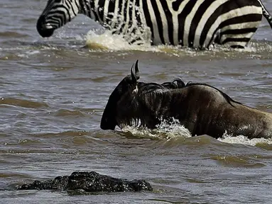 Seekor buaya tampak mendekati seekor Wildebeest saat menyebrang sungai di Masai Mara, Kenya (1/9/2015). Ratusan Wildebeest melakukan migrasi dari Serengeti ke Masai Mara untuk menemukan padang rumput selama musim kering di Kenya. (AFP Photo/Carl De Souza)