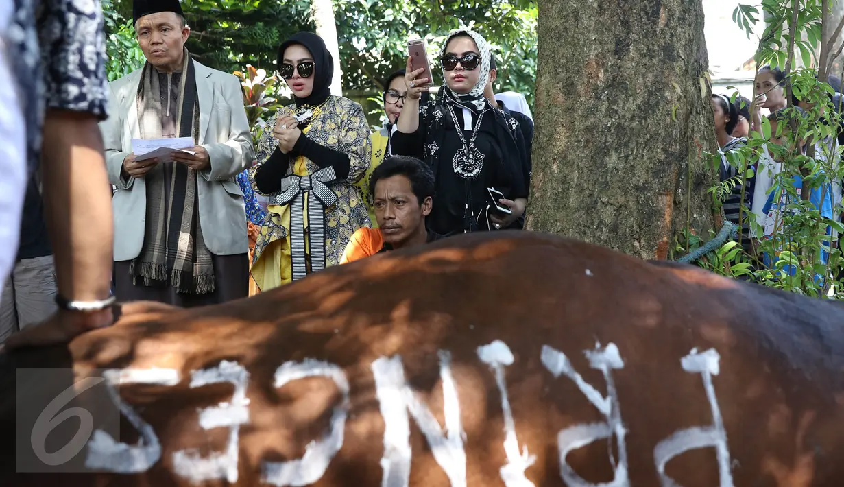 Syahrini menyaksikan proses pemotongan hewan kurbannya di kawasan Bogor, Jawa Barat, Senin (12/9). Syahrini berharap saat Idul Adha tahun depan bisa berkurban lebih dari 3 sapi. (Liputan6.com/Herman Zakharia)