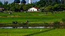 Angka ini naik sekitar 0,10 juta ton atau 5,43 persen dibandingkan produksi GKP tahun 2024 yang tercatat sebesar 1,89 juta ton. Tampak dalam foto, seorang petani bekerja di sawah di Lhoknga, Provinsi Aceh pada Kamis 20 November 2025. (CHAIDEER MAHYUDDIN/AFP)