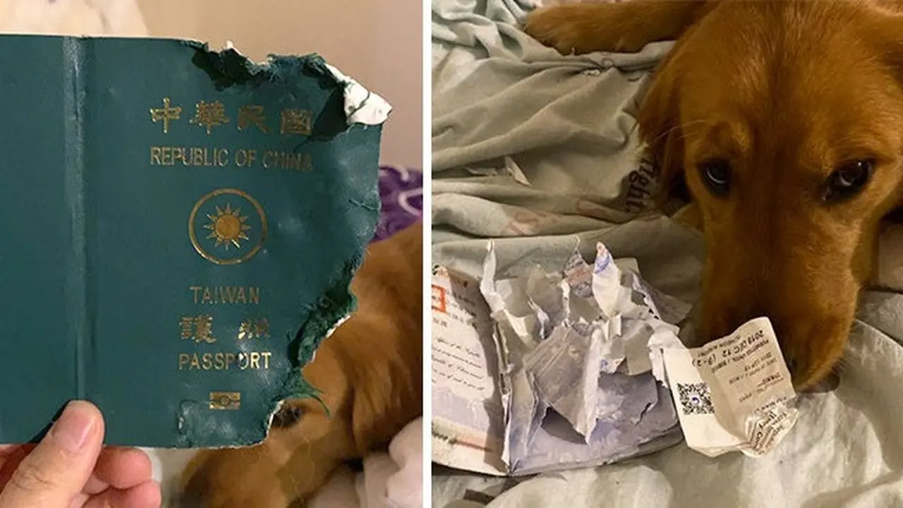 anjing selamatkan nyawa majikan dari virus Corona