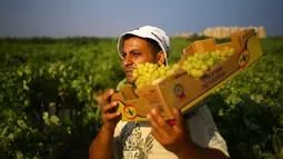 Seorang petani Palestina membawa buah anggur selama musim panen di sebuah kebun anggur di Kota Gaza (19/7). Menurut Departemen Pertanian Gaza memproduksi sekitar 8115 ton anggur setiap tahunnya. (AFP Photo/Mohammed Abed)
