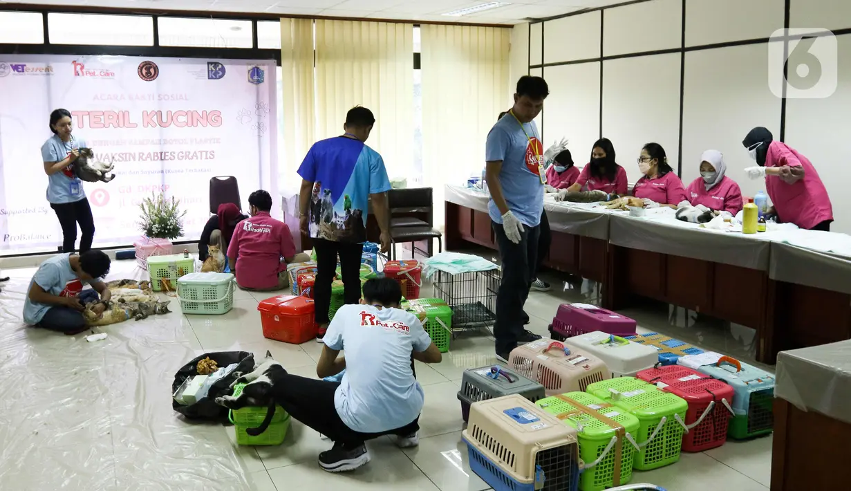 DKPKP mengadakan sterilisasi kucing dengan menukarkan 100 botol plastik bekas bagi pemilik yang kurang mampu dan kucing liar.  (Liputan6.com/Herman Zakharia)