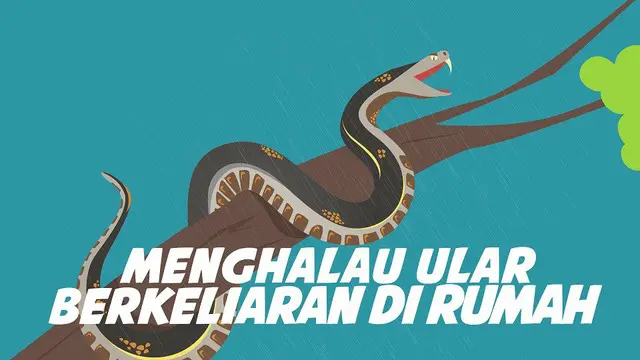 Musim hujan rawan ular masuk rumah. Karena ular suka tempat lembab musim hujan juga waktunya anak ular lahir.