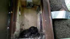 Seekor burung hantu yang berada di sarang yang dinamakan "Smart Nest Box" di hutan dekat Desa Mikulov, Republik Ceko (18/6). Sarang ini telah di modifikasi menjadi sarang canggih yang dapat di operasikan menggunakan laptop. (REUTERS / David W Cerny)