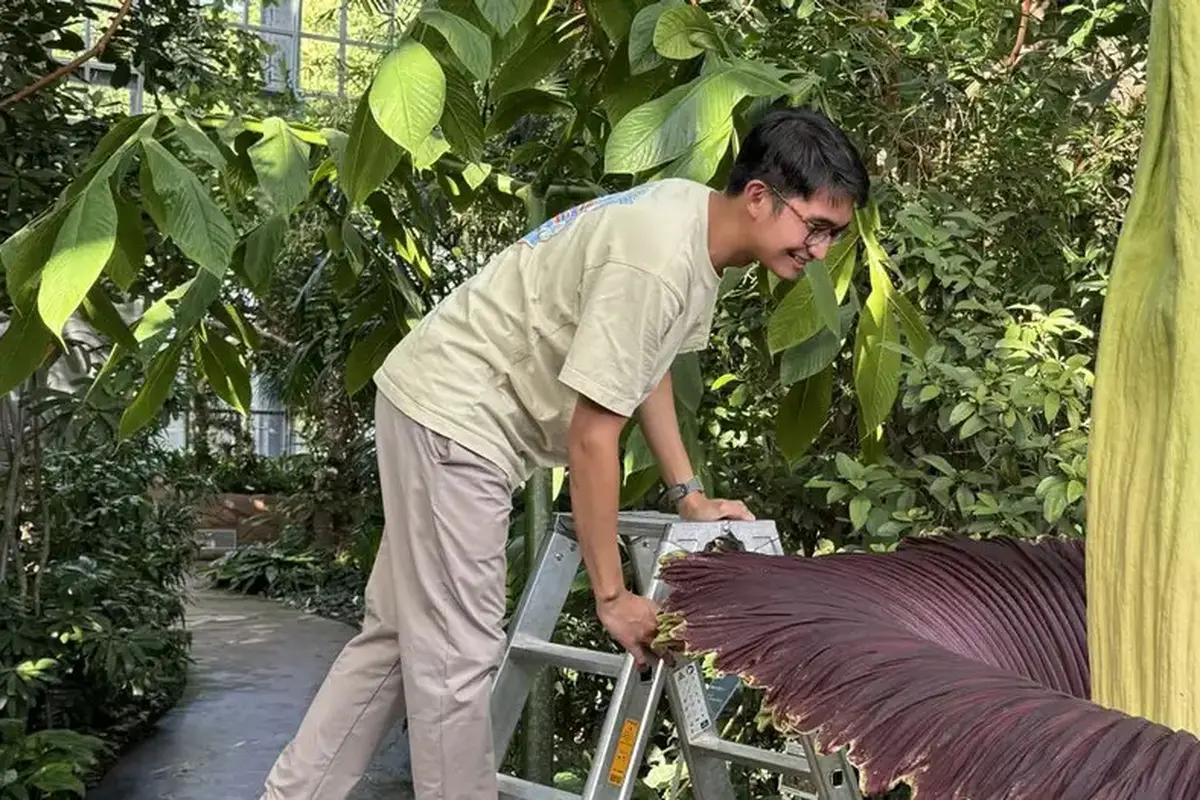 Bunga bangkai yang sedang mekar. (Arnaldy Prasetya/Botanischer Garten Berlin)