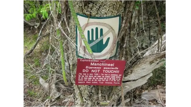 8 Pohon Terunik di Dunia