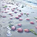 Heboh Ribuan Ubur-Ubur Merah Muda Terdampar di Pesisir Buton Tengah