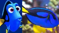 Popularitas Film Finding Dory Ancam Spesies Aslinya (Sumber. quartz)