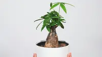 8 Tips Cara Menanam Pohon Uang di Rumah agar Membawa Hoki Menurut Feng Shui