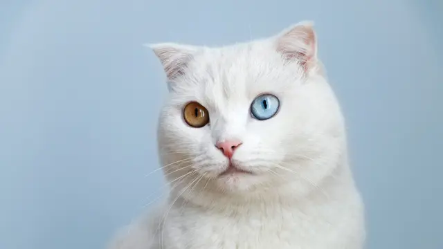 Berbagai Warna Mata pada Kucing, Ada 4 Fakta Unik di Balik Keindahannya (sub 2)