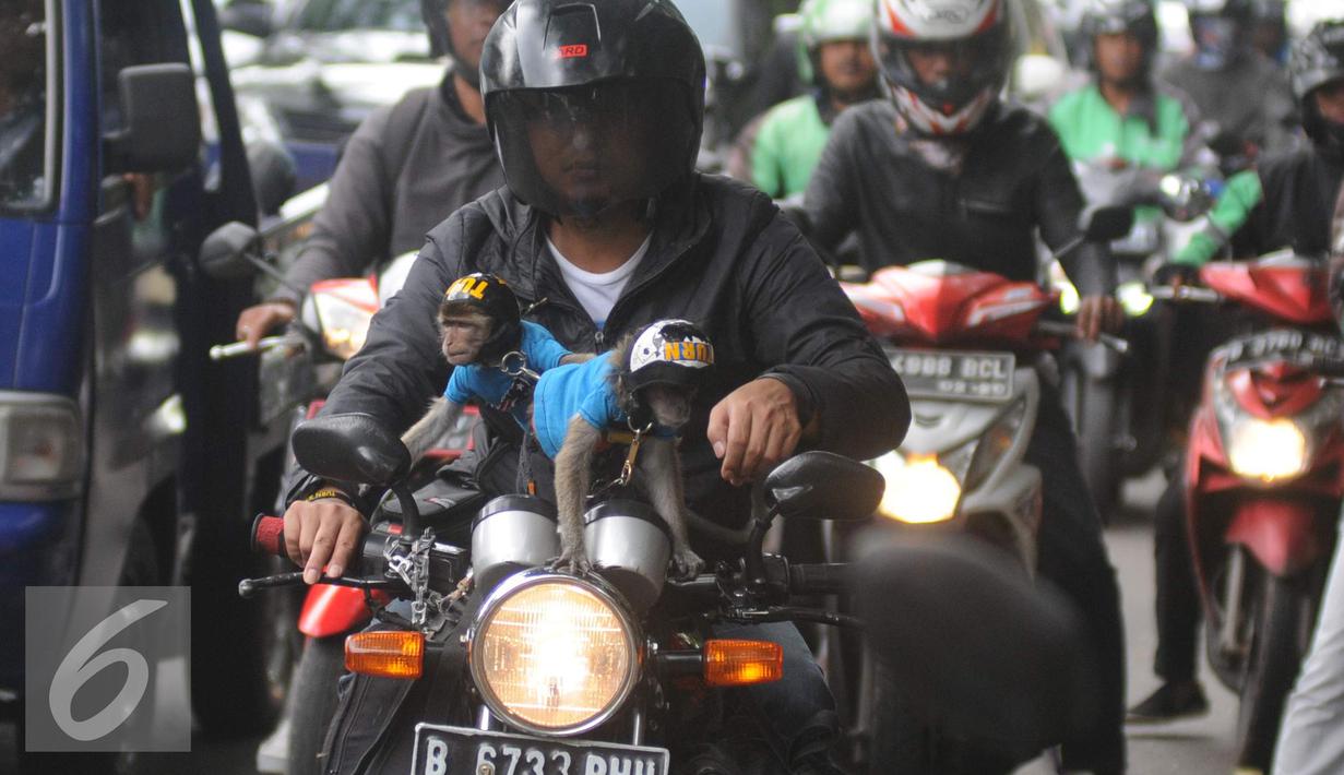 Dua ekor monyet lengkap mengenakan pakaian dan helm diatas motor yang kendarai pemiliknya terlihat di kawasan Senayan, Jakarta, Kamis (1/12). Monyet Ekor Panjang atau Monyet Pantai ini memang sering dijadikan hewan peliharaan. (Liputan6.com/Helmi Affandi)