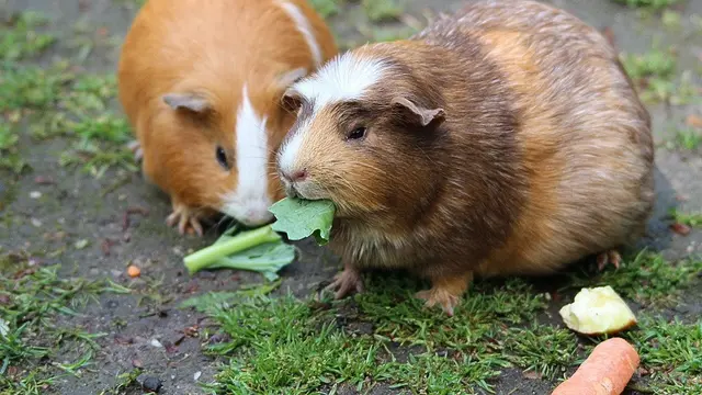 Ilustrasi Guinea Pig