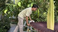 Arnaldy Indra Prasetya bersama bunga bangkai yang sedang mekar. (Arnaldy Prasetya/Botanischer Garten Berlin)