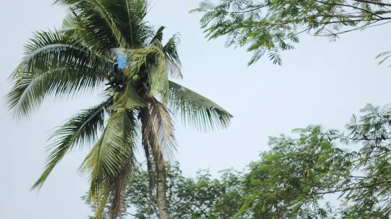 Gangguan Jiwa, Pria Tinggal di Pohon Kelapa Selama 3 Tahun