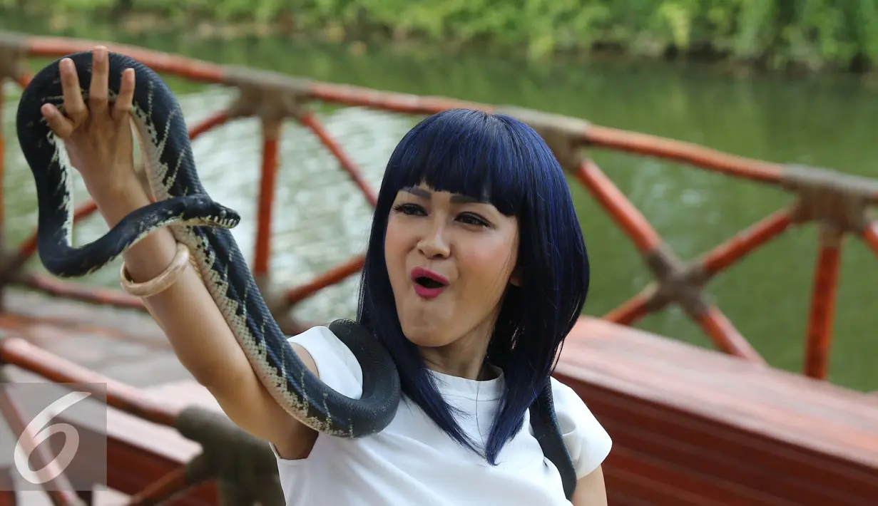 Julia Perez berpose dengan ular usai merayakan ulang tahun yang 36 di kawasan Ancol, Jakarta, Jumat (15/7). Sejumlah selebriti hadir dalam acara tersebut diantaranya Luna Maya dan Zaskia Gotik. (Liputan6.com/Herman Zakharia)