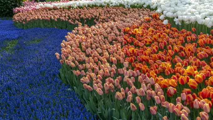 Kota Turki menjadi ladang bunga tulip