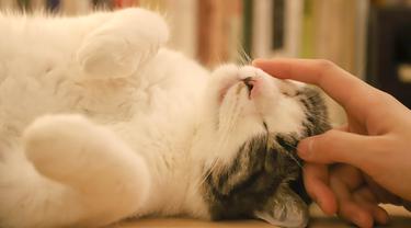 4 Dampak Buruk Bulu Kucing Bagi Kesehatan Bisa Menimbulkan