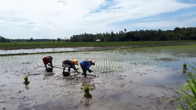 Pelaksanaan program Kementerian Pertanian (Kementan) yaitu Pengembangan Benih Padi Berbasis Korporasi Petani. (Dok Kementan)