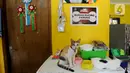 Kegemaran keluarganya pada kucing ras saat tinggal di Bekasi sepuluh tahun silam menjadi awal kecintaannya pada kucing lokal. Saat ia memelihara lima ekor kucing ras, kerapkali kucing-kucing liar datang meminta makan ke rumahnya. (merdeka.com/Arie Basuki)