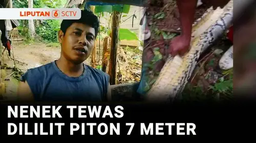 VIDEO: Tragis! Nenek di Buton Tewas Dililit Ular Piton Sepanjang 7 Meter