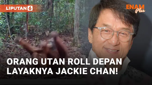 Kocak! Orang Utan Peragakan Roll Depan Layaknya Jackie Chan