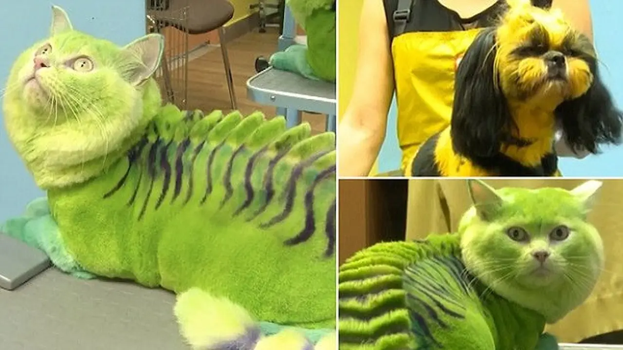 Pet salon Rusia