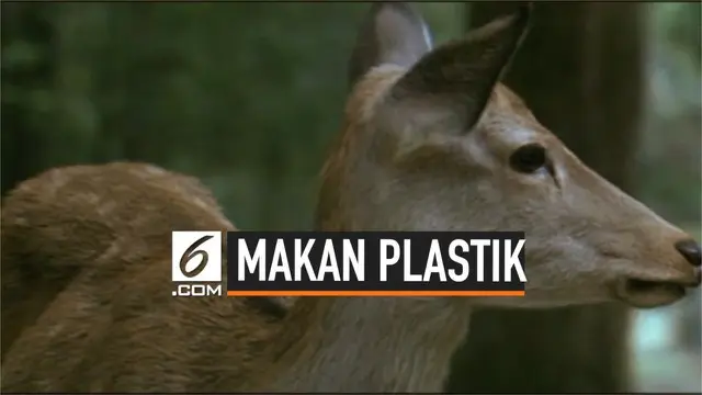 VIDEO: 9 Rusa Mati Karena Makan Plastik di Jepang