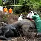 Petugas dan dokter hewan dari lembaga konservasi Aceh memeriksa gajah betina yang ditemukan mati karena keracunan di Desa Semanah Jaya, Aceh Timur, Kamis (21/11/2019). Bangkai gajah betina berusia 25 tahun itu ditemukan di sebuah perkebunan kelapa sawit pada hari ini. (CEK MAD/AFP)