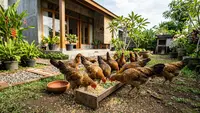 Pakan Ayam Kampung Umur 2 Bulan, Ketahui Jenis, Takaran dan Cara Pemberian