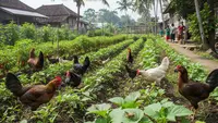3 Cara Manfaatkan Ayam untuk Pengendalian Hama di Kebun, Ini Ras Terbaiknya