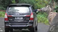 Libur panjang perayaan Natal dan Tahun baru 2015, sejumlah wisatawan lokal memadati Taman Safari Indonesia, Bogor, (25/12/14). dari dalam mobil Pengunjung bisa memberikan makanan ke beberapa koleksi hewan yang ada di TSI. (Liputan6.com/Herman Zakharia)