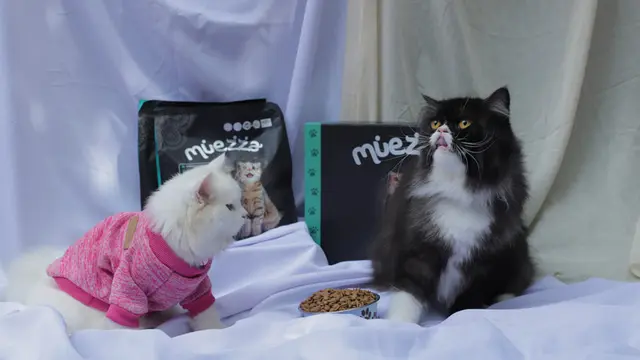 Tips Foto Session Bersama Kucing Kesayangan, Siap Terpesona sama Hasil Jepretannya?