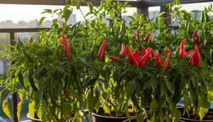 8 Tanaman Sayur Berbunga Cantik yang Tahan Panas untuk Teras, Bisa Dipanen Sekaligus Mempercantik Rumah