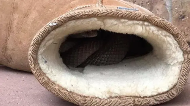 6 Momen Ular Sembunyi di Dalam Sepatu, Bikin Merinding