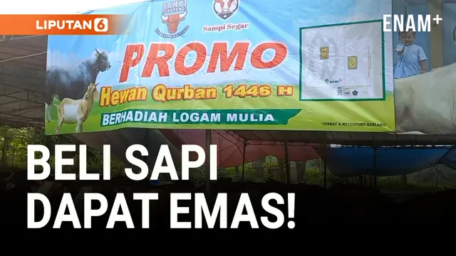 VIDEO: Demi Menarik Pelanggan, Penjual Hewan Kurban Kasih Hadiah Logam Mulia