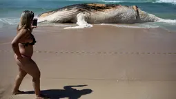 Seorang wanita mengambil gambar bangkai paus bungkuk yang terdampar di tepi pantai Ipanema, Rio de Janeiro, Brasil, Rabu (15/11). Petugas setempat meminta warga untuk tidak mendekati bangkai paus yang sudah mulai membusuk itu. (AFP PHOTO / Leo Correa)