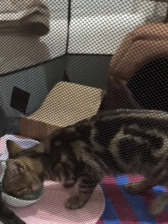 Cerita Sherina Munaf Rescue Kucing Uya Kuya Pasca Penjarahan, Kondisinya Malnutrisi